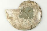 Bargain, 4.25" Cut & Polished Ammonite Fossil (Half) - Madagascar - #200054-1